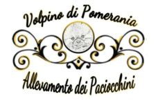 Volpini di pomerania paciocchini