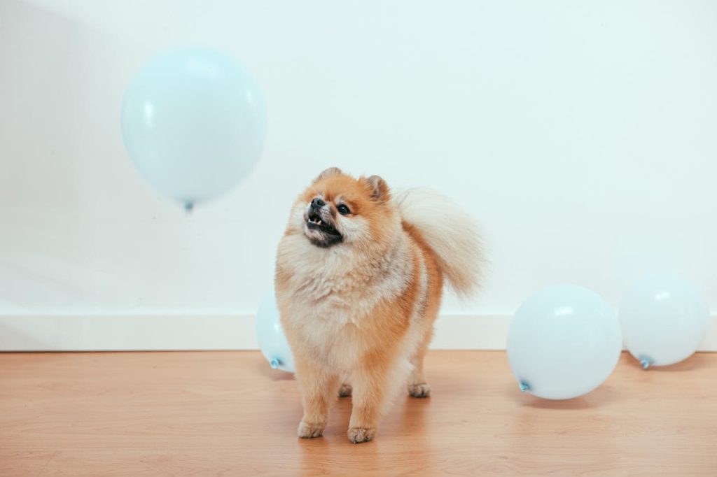 Adorable Pomeranian puppy plays with blue balloons. Perfect for pet and party themes.
